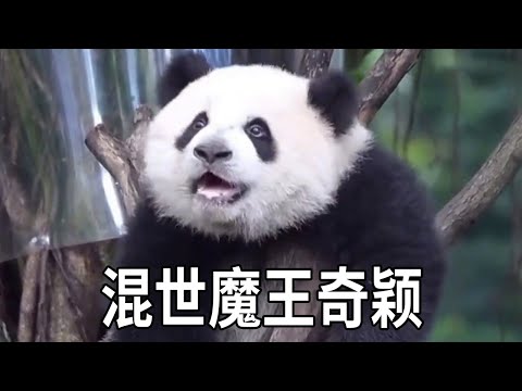 Qi Ying is the troublemaker in the panda community  making Dun Dun's father grit his teeth! Qi's th