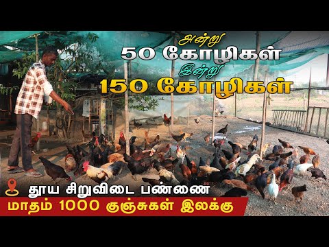 😱அன்று 50 கோழிகள் இன்று 150 கோழிகள்|சிறுவிடை வளர்ப்பில் வெற்றி கண்ட இளைஞர்..!!#கோழிவளர்ப்பு#சிறுவிடை