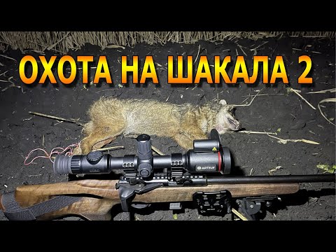 Night jackal hunt. Decoy, bait, and personal experience. Headshot with a thermal imager.
