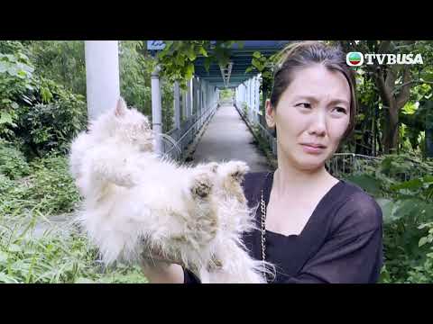 東張西望｜多隻有病的貓咪疑被當成垃圾棄置，義工們遂努力追查事件！｜TVBUSA｜民生