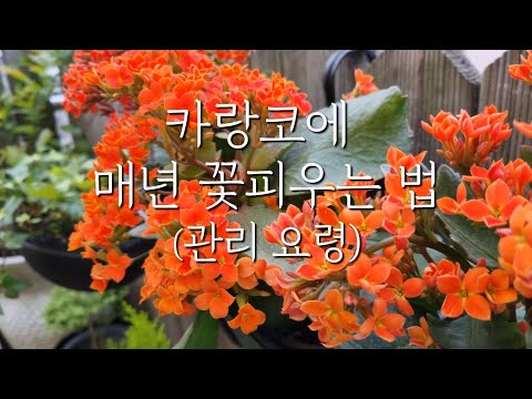 카랑코에 마스터!! 매년 꽃피우는 법과 관리 요령
