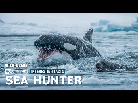 Fascinating Facts About the Ocean’s Giants | Nature’s Most Powerful Hunters