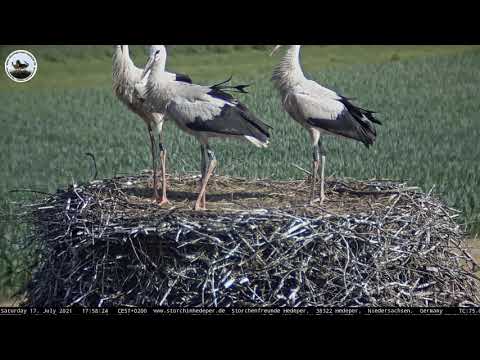 17.07.2021 17:58 Jungstorch aus Hedeper 3V314 kehrt zurück