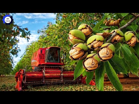 208 Most Satisfying Agriculture Technology | Harvest and Process California Walnuts to a New Level