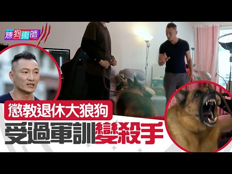 屈臣氏 Wats Petmacy 寵物藥妝呈獻：煉狗術師III｜EP9 Part1｜懲教退休大狼狗 受過軍訓變殺手！｜ Eric Ko ｜ 鄺芷凡 ｜狼狗｜HOY｜HOYTV