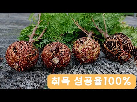 취목!!  2달만에 2년생 나무를 얻는 방법♧♧