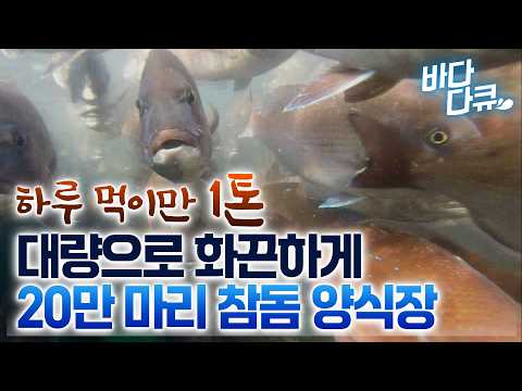 통통하게 살 오른 횟감 1위 물고기. 대량으로 화끈하게 참돔 20만 마리 키우는 대형 가두리 양식장 / #바다다큐