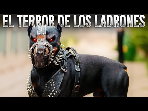 10 DOG BREEDS THAT ARE A REAL NIGHTMARE FOR THIEVES