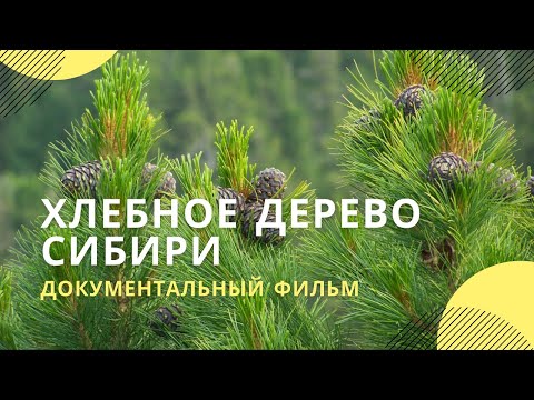 «Хлебное дерево Сибири» | Документальный фильм
