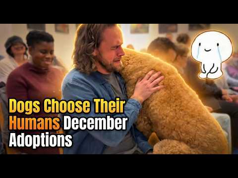 December Adoptions: When Dogs Choose Their Humans