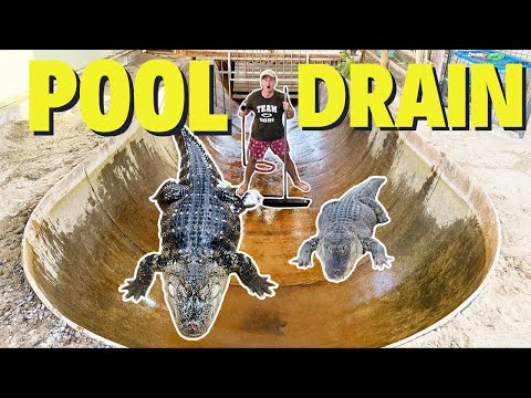 FULL Alligator Pool Drain!