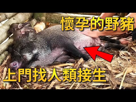 懷孕的野豬闖入小哥裡，生下豬寶寶還是不打算走，居然是想讓人類照顧月子【小奶狗觀影】