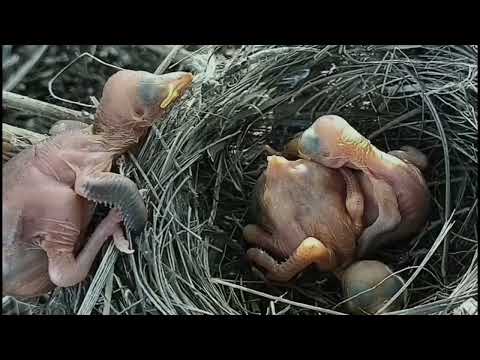 anak kedasih jahat!!!..Anak Kedasih Lain Kena Karma