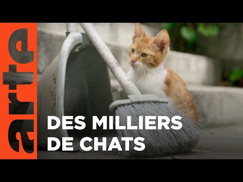 Istanbul, la ville des chats | 360° Reportage | ARTE Évasion