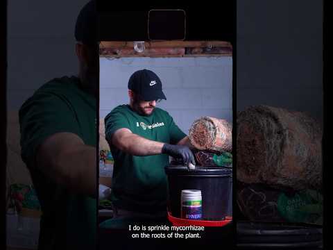 Building the Ultimate Living Soil with Gaia Green! π οΈπ