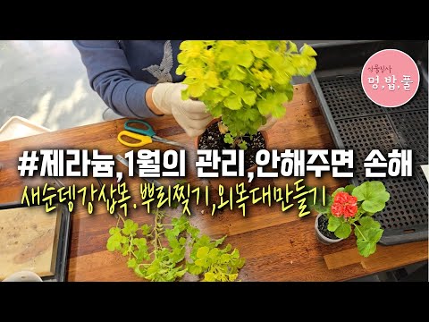 제라늄,1월의 관리 #새순뎅강삽목 #제라늄삽목 #제라늄뿌리찢기 #제라늄외목대만들기