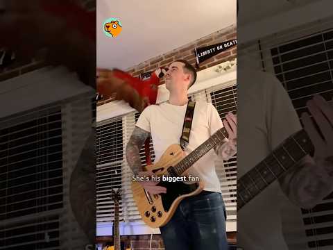 Parrot and man creates inseparable team #shorts