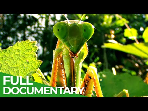 World's Biggest & Baddest Bugs! | Free Documentary Nature