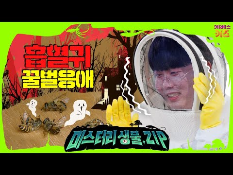 꿀벌을 노리는 흡혈귀! 꿀벌 기생충 꿀벌응애ㅣ꿀벌 꿀벌응애ㅣ미스터리생물집ㅣ꾹tvㅣKBS 220818 방송