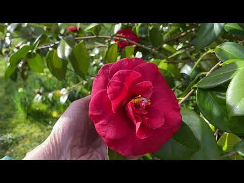 Vlog 76 - Какие они-частные сады в Англии. Такие сады увидишь не часто.....