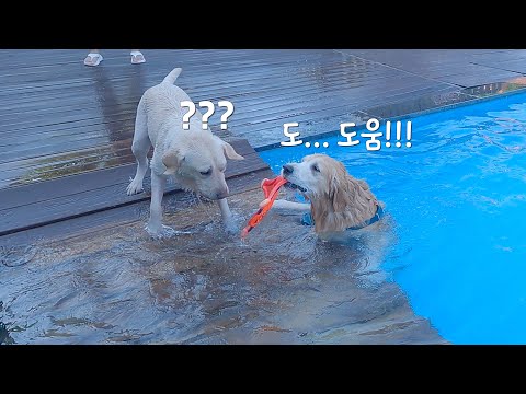 수영은 잘하지만 머리는 조금 모자른 리트리버가 개망신 당한 이유