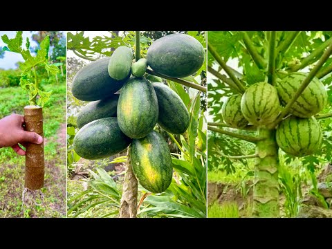 New methods: reproduction papaya tree in watermelon fruit to get fast fruit | Grafting Papaya Tree