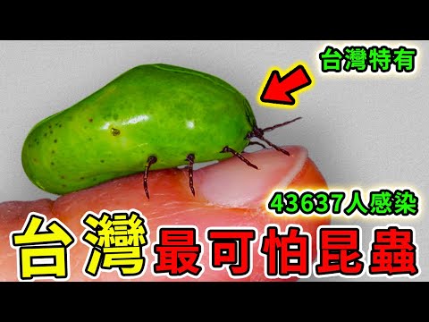 台灣最可怕的十種昆蟲！“殺人蜂”只排第6，其中一名導致超4萬台灣人中招，218人罹難，99%的人不知道。|#世界奇譚 #害蟲 #世界之最 ...