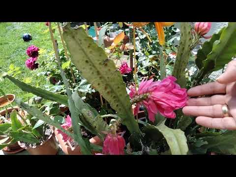 Эпифиллумы.Черенки старые и молодые.Какие купить лучше?Укоренение.Обзор.