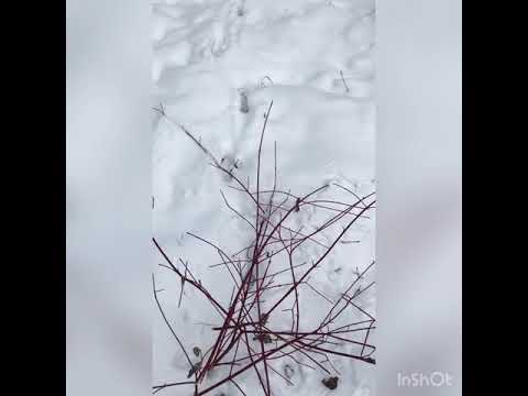 охота на козу, самая гуманная ловушка на козу  не  для слабонервных, смотреть до конца