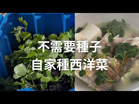 不需要種子，自家種西洋菜 /詳細介紹每個步驟/超市沙拉菜/西洋菜扦插/英國種植/英國種菜/有機菜/英國春天/how to grow watercress/英國生活分享