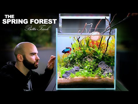 The Spring Forest: 30cm BETTA FISH Ecosystem Cube (NO FILTER, DIRTED, Aquascape Tutorial)