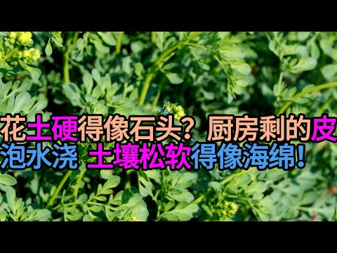 花土硬得像石头？千万别换土！厨房剩的“这种皮”泡水浇，土壤松软得像海绵！#園藝 #養花 #新手養花