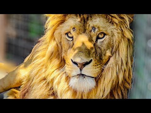 И снова мы приехали проведать Мариупольского льва, ставшего ЗНАМЕНИТЫМ !