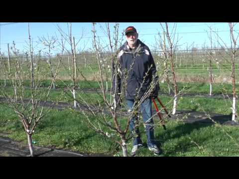 Pruning Gisela cherry trained to KGB
