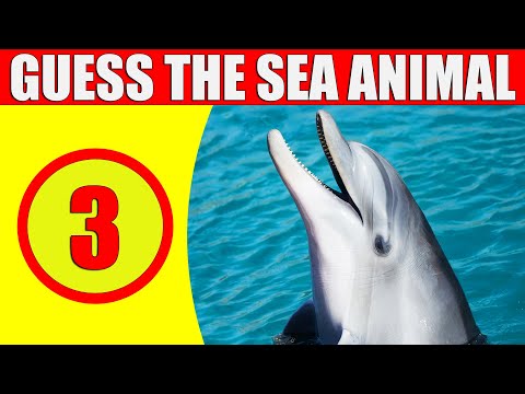 Guess the Sea Animal in 3 SECONDS | 100 Sea Animals | Game for Kids, Preschoolers, and Kindergarten