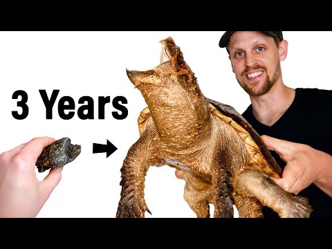 Raising a Rare Hybrid Snapping Turtle