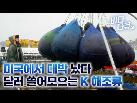 미국에서 유일한 무관세 한국 음식. 파격 대우받는 수출 1위 해조류 / 해외 수출 역대 최고라는 한국 조미김 / 전 세계 1위 찍은 한국의 검은 반도체 / 김 양식장 / #바다다큐