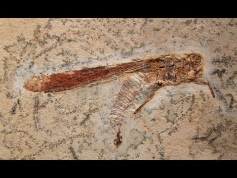 Об эволюции и разнообразии насекомых