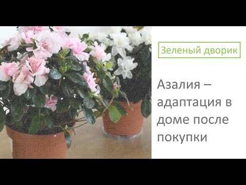 Азалия - адаптация в доме после покупки