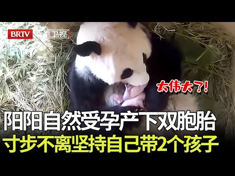 史无前例！熊猫阳阳自然受孕产下双胞胎，坚持两个都要自己带，七天内寸步不离给孩子喂奶，母爱太伟大了！ 【熊猫奇遇记】#熊猫阳阳