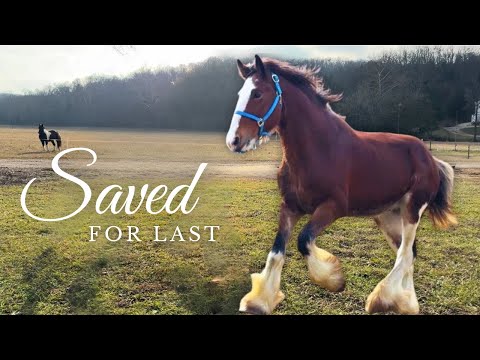 We SAVED This Horse For Last...Here's Why