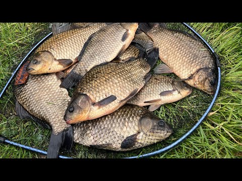 We catch a big crucian carp on a spring. The crucian carp is like in childhood. #fishing #realfis...