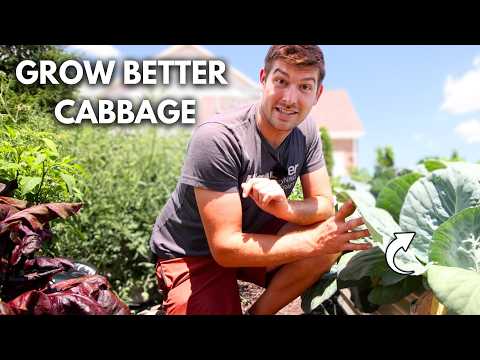 3 Reasons Why Your Cabbage Is Not Forming + Tips To Grow Bigger Cabbage