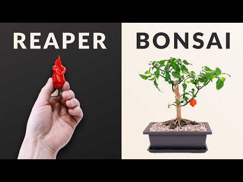 I made a Carolina Reaper Bonsai │ 3 Year Time-lapse