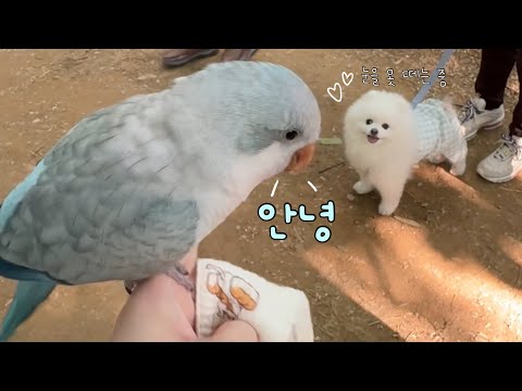 배 채우고 여유롭게 강아지 친구들한테 인사해 주는 앵산책🐦🐶💕