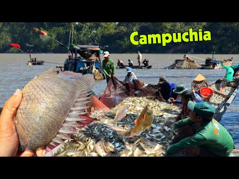Đồng Campuchia cạn nước dở chà hốt tấn cá kiếm tiền ăn tết 2026