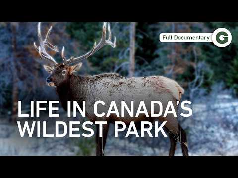 Banff: A Year-Long Journey Through Canada’s Wild Heart | Full Documentary