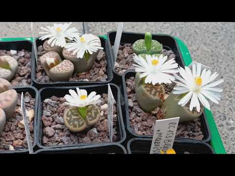 LITHOPS. How to properly care for these succulents?