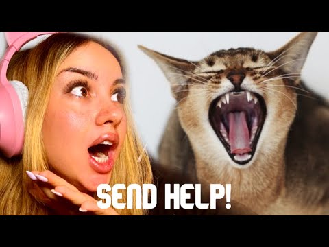 Finnish Girl Reacts to Are House Cats Overpowered?