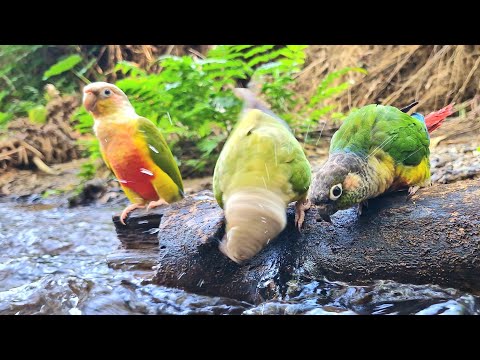 Parrots are having fun taking a bath : green cheek conure sounds.